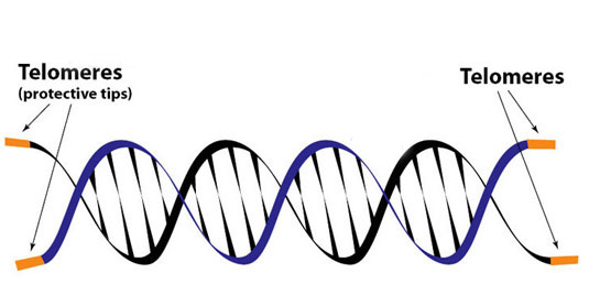 telomeres